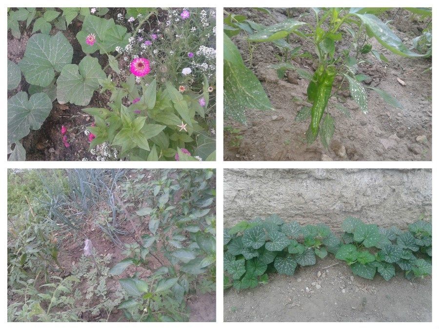 Huerto Ecologico 01 (Copiar)