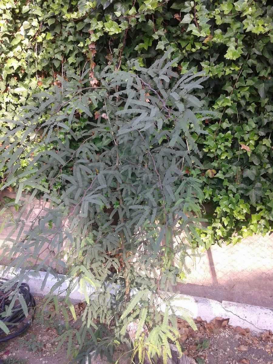 IMG-20160705-WA0009 (Copiar)